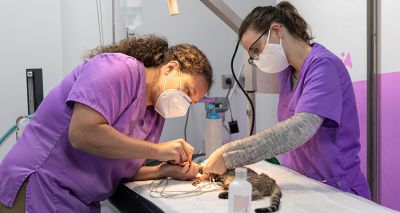 RCVS shares first findings from VN Vision study